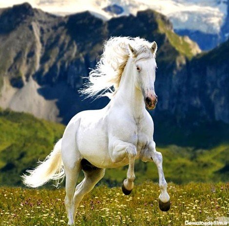  عکس اسب رویایی