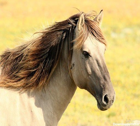  عکس اسب رویایی