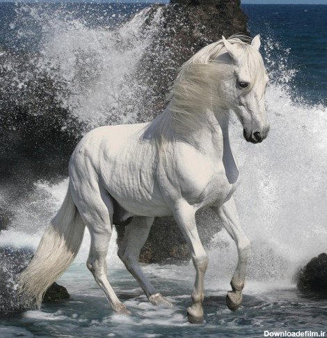  عکس اسب رویایی