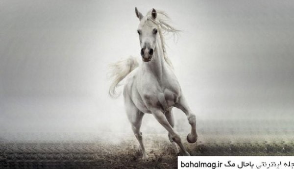 عکس اسب رویایی
