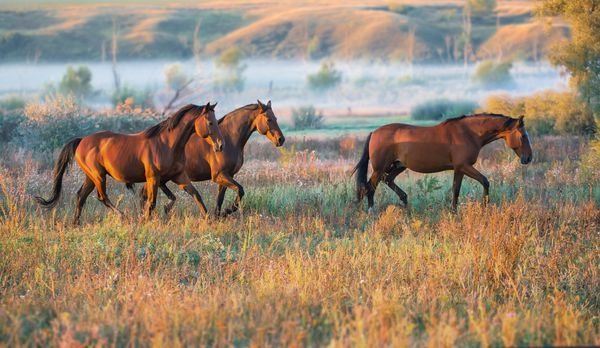  عکس اسب سفید و مشکی