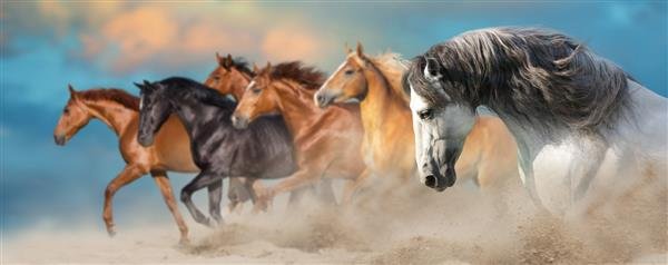  عکس اسب سفید و مشکی