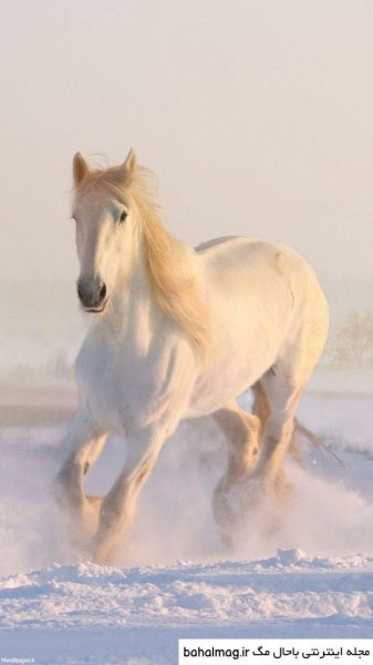  عکس اسب سفید زیبا