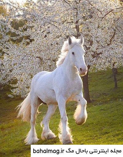  عکس اسب سفید زیبا