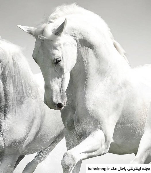  عکس اسب سفید زیبا