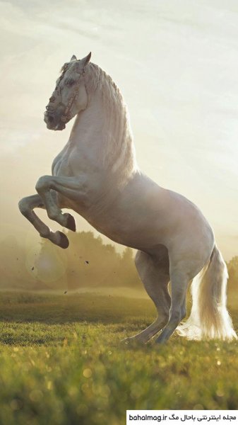  عکس اسب سفید زیبا