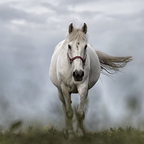  عکس اسب سفید برای پروفایل