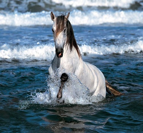  عکس اسب سفید برای پروفایل