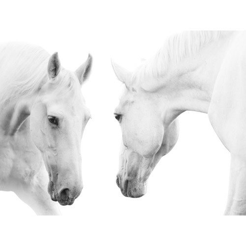  عکس اسب سفید برای پروفایل