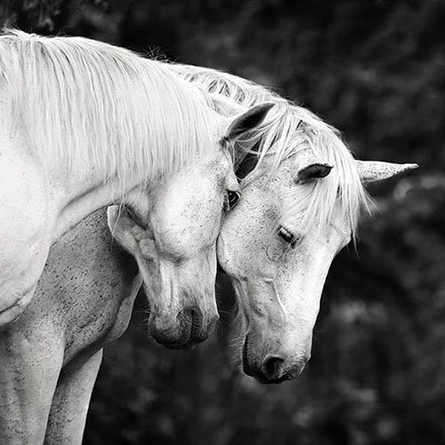  عکس اسب سفید برای پروفایل