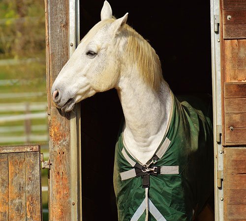  عکس اسب سفید در طبیعت