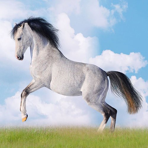  عکس اسب سفید در طبیعت