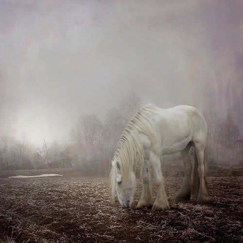  عکس اسب سفید در طبیعت