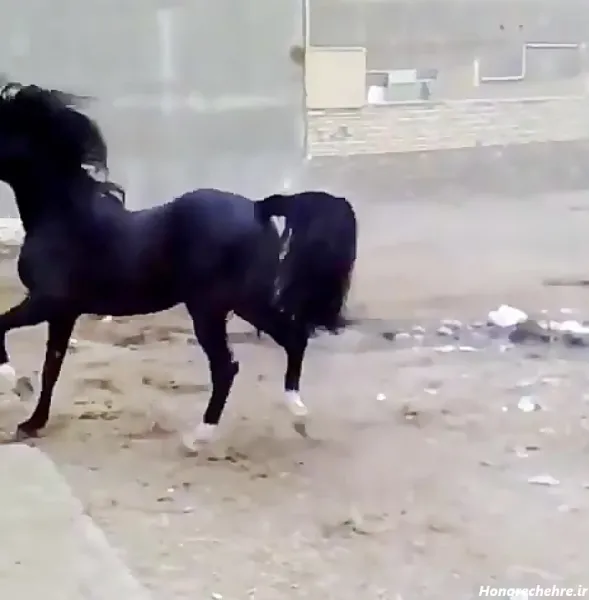 عکس اسب واقعی سیاه