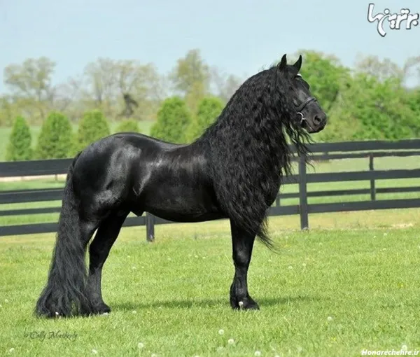 عکس اسب واقعی سیاه