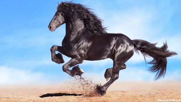  عکس اسب واقعی سیاه