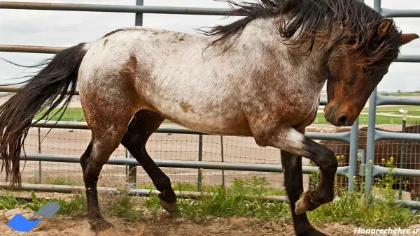  عکس اسب واقعی سیاه