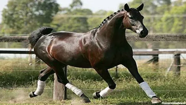  عکس اسب واقعی سیاه