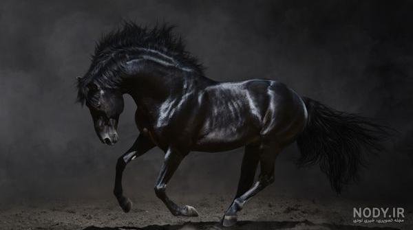 عکس اسب سیاه عرب