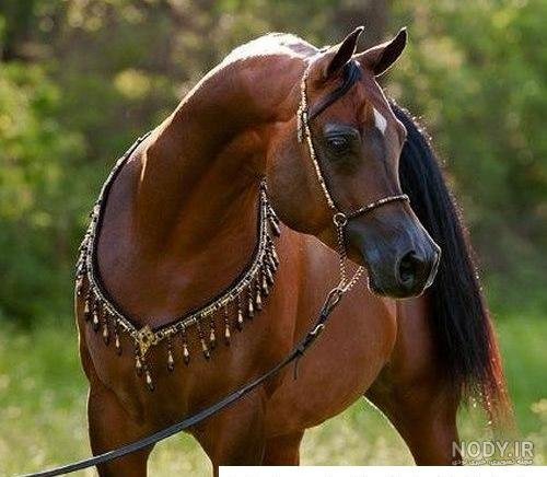  عکس اسب سیاه عرب