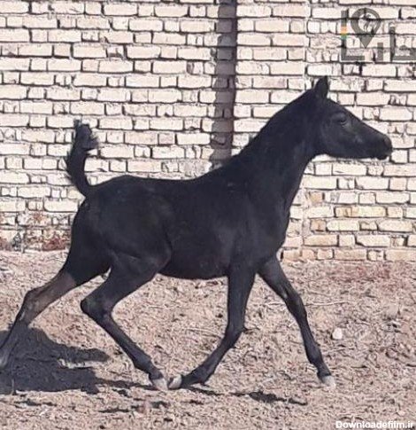  عکس اسب سیاه عرب