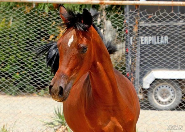  عکس اسب سیاه عرب