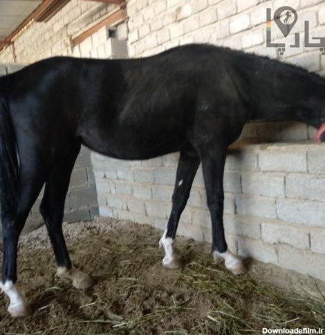  عکس اسب سیاه عرب