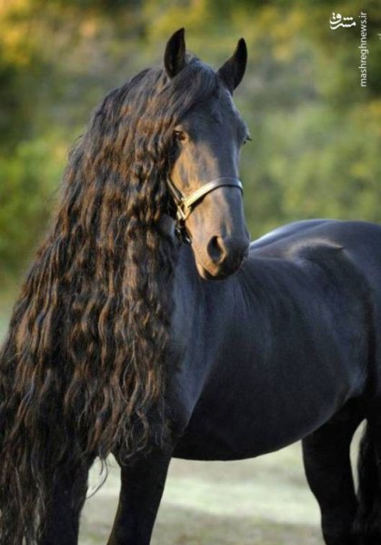 عکس اسب سیاه زیبا