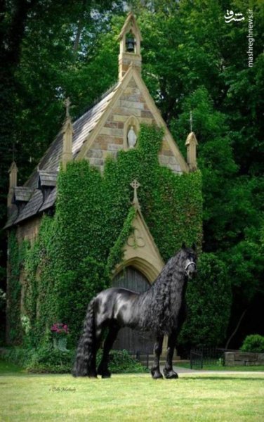  عکس اسب سیاه زیبا