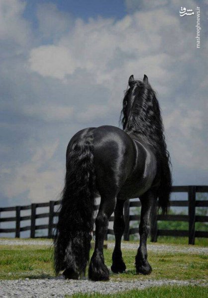  عکس اسب سیاه زیبا