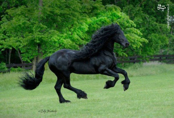  عکس اسب سیاه زیبا
