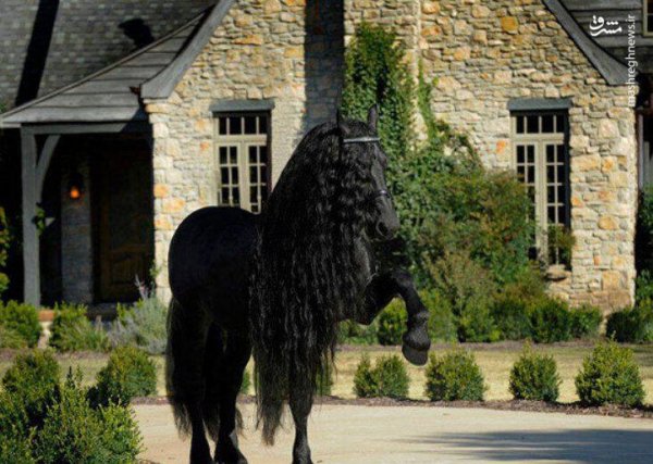  عکس اسب سیاه زیبا