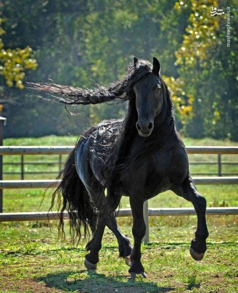  عکس اسب سیاه زیبا