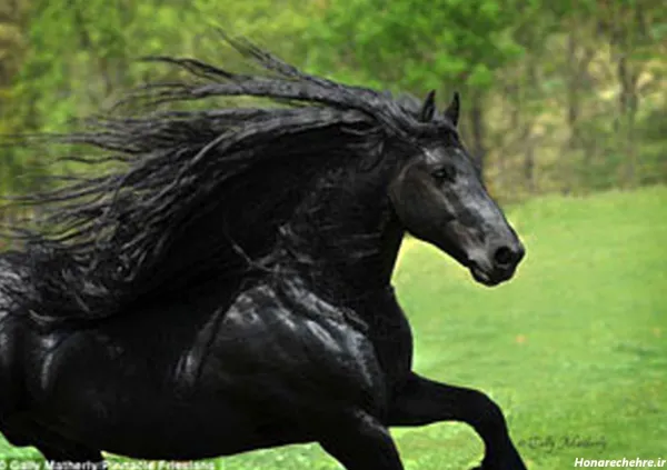 عکس اسب سیاه ایرانی