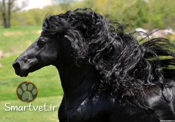  عکس اسب سیاه ایرانی