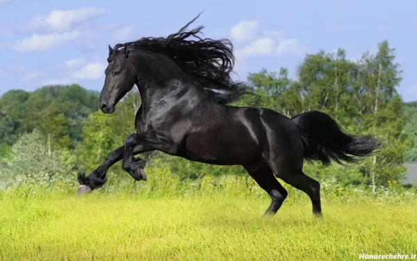 عکس اسب سیاه ایرانی