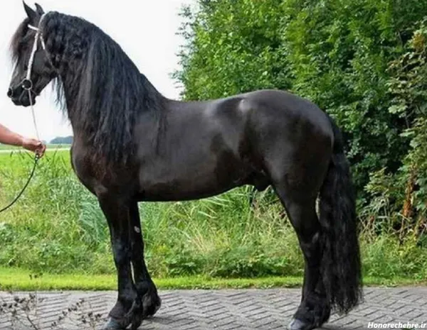  عکس اسب سیاه ایرانی