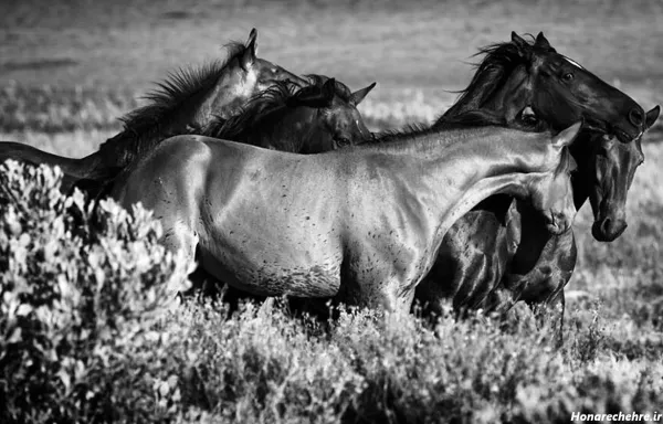  عکس اسب سیاه ایرانی