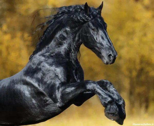  عکس اسب سیاه ایرانی