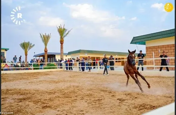  عکس اسب اصیل عرب