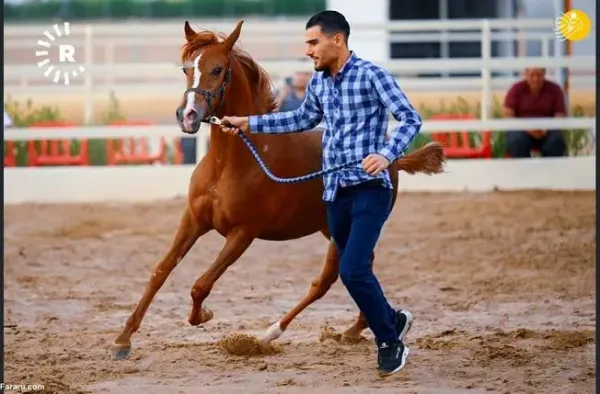  عکس اسب اصیل عرب