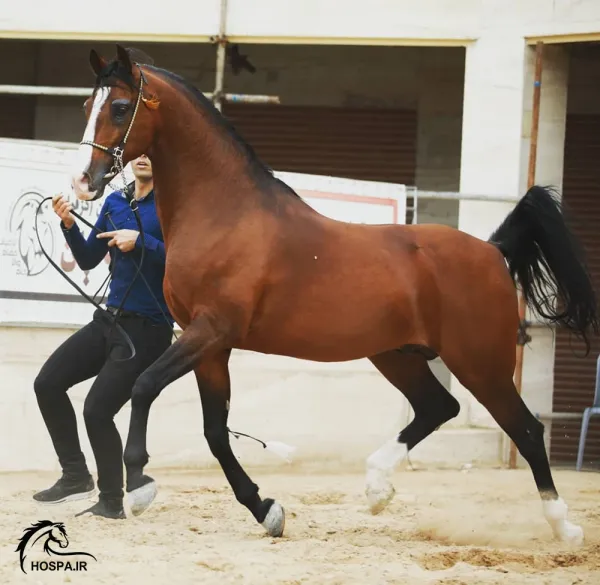  عکس اسب اصیل عرب