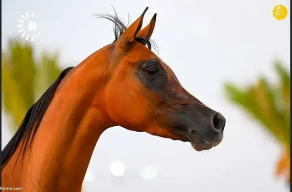  عکس اسب اصیل عرب