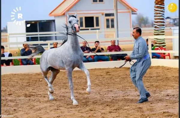  عکس اسب اصیل عرب