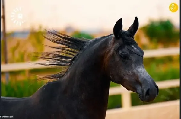  عکس اسب اصیل عرب