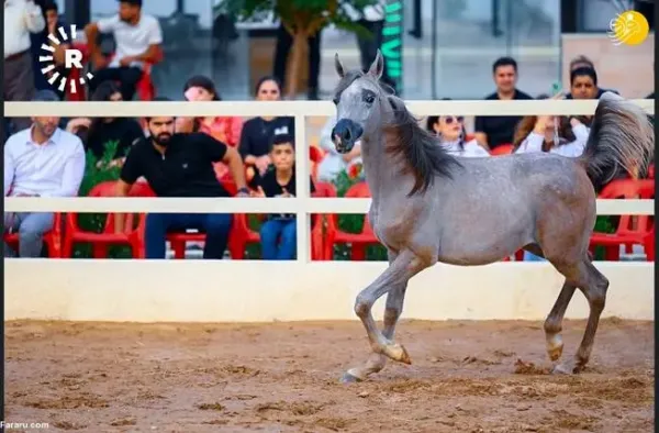  عکس اسب اصیل عرب