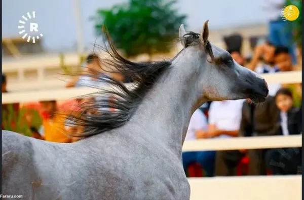  عکس اسب اصیل عرب