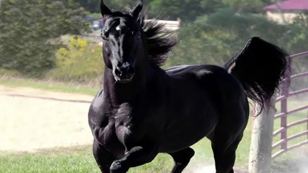  عکس گرانترین اسب ایران