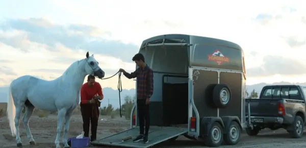  عکس گرانترین اسب ایران