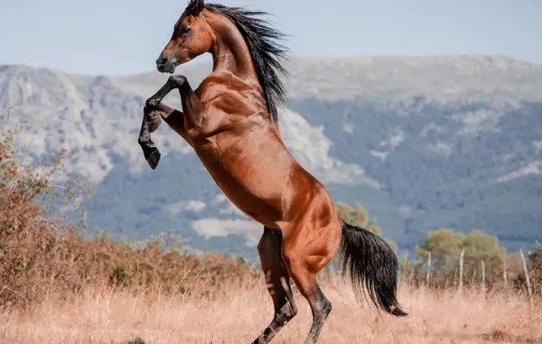  عکس گرانترین اسب ایران